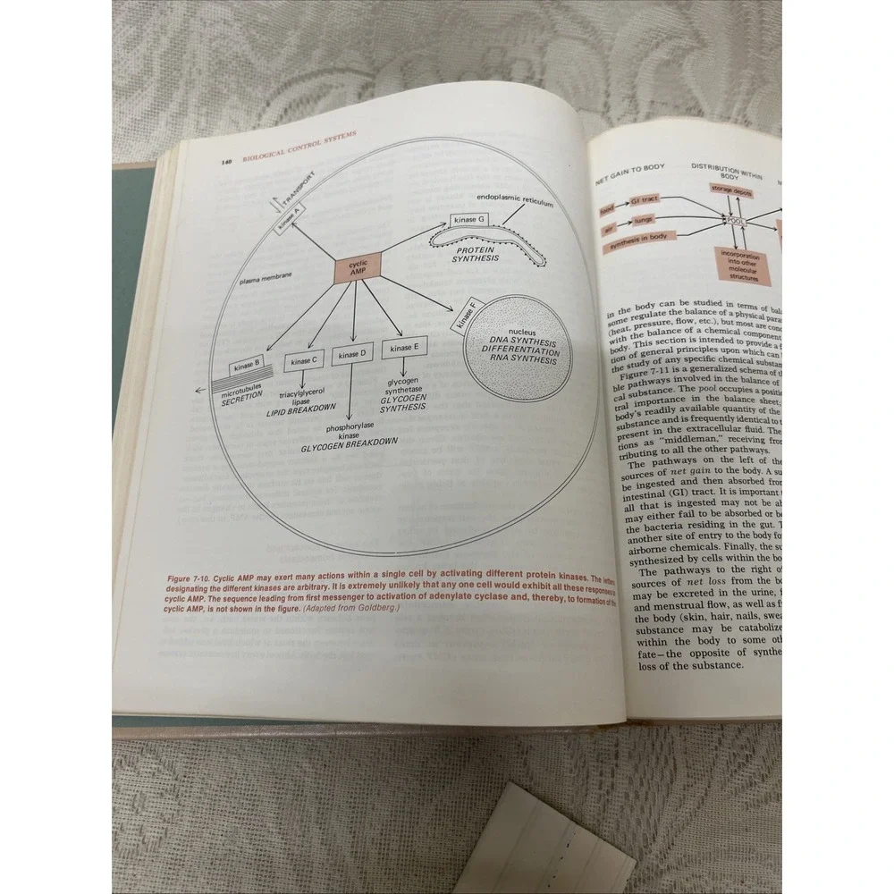 Human Physiology Mechanisms Of Body Function Third Edition Vander Sherman Lucian - Picture 11 of 12